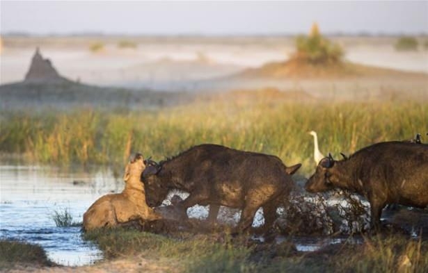 Güneş battıktan sonra ortaya çıkıyor! 162