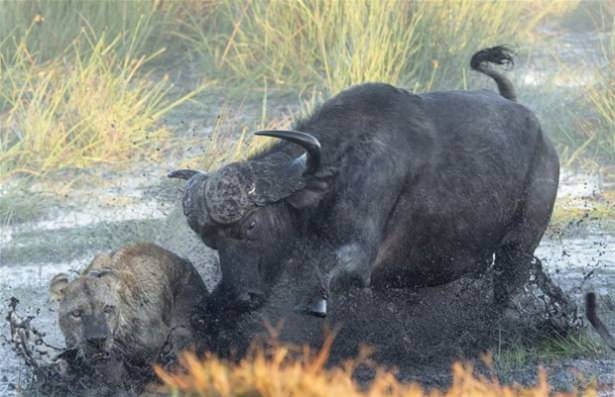 Güneş battıktan sonra ortaya çıkıyor! 163