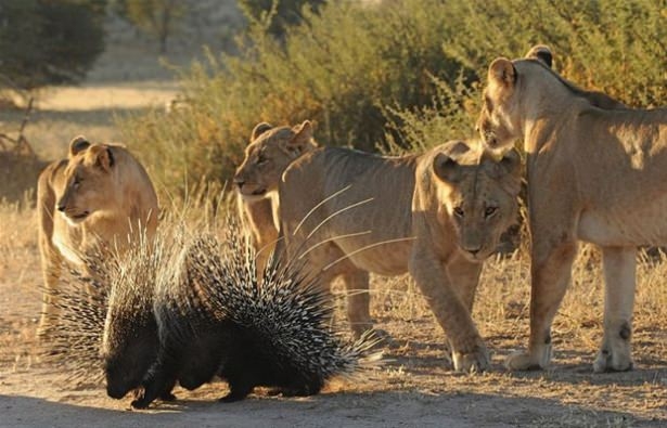 Güneş battıktan sonra ortaya çıkıyor! 165