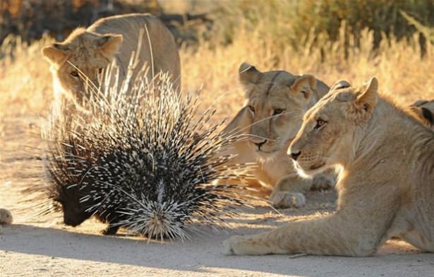 Güneş battıktan sonra ortaya çıkıyor! 166