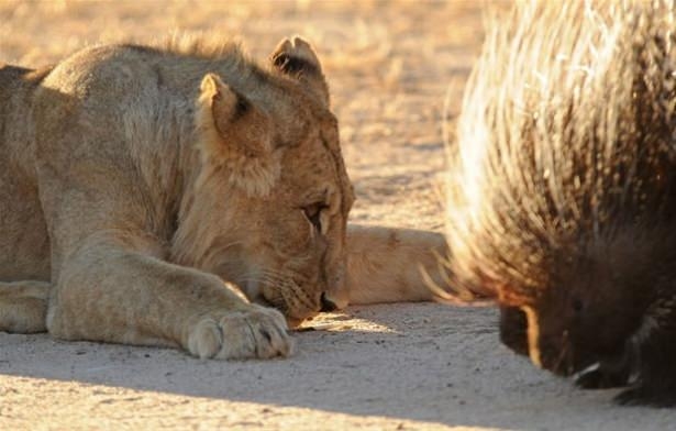 Güneş battıktan sonra ortaya çıkıyor! 169
