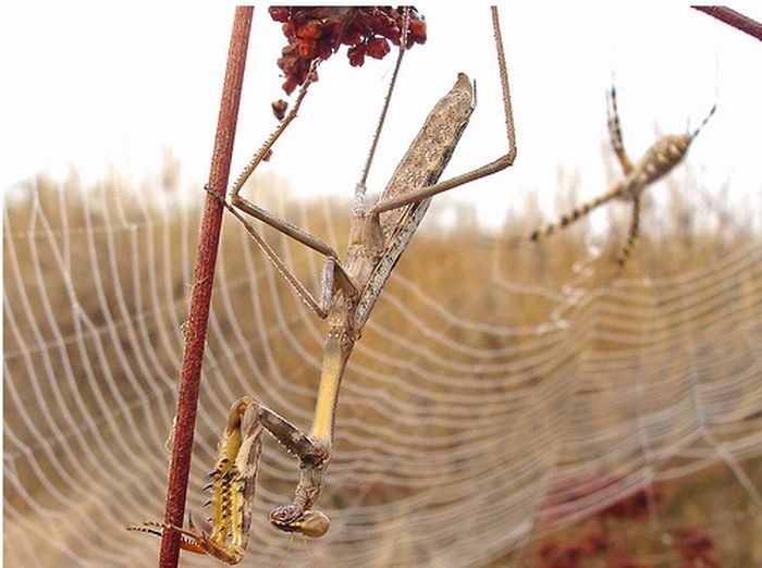 Güneş battıktan sonra ortaya çıkıyor! 17