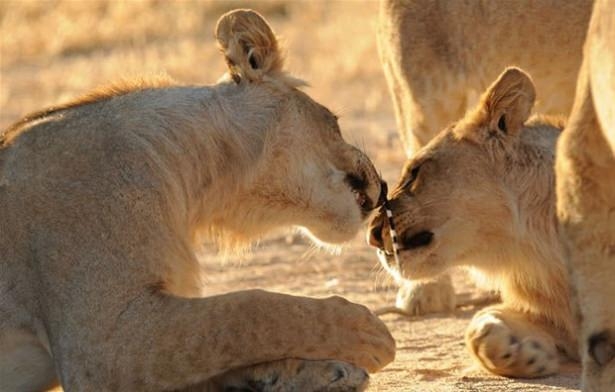 Güneş battıktan sonra ortaya çıkıyor! 170