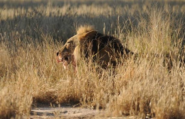 Güneş battıktan sonra ortaya çıkıyor! 171