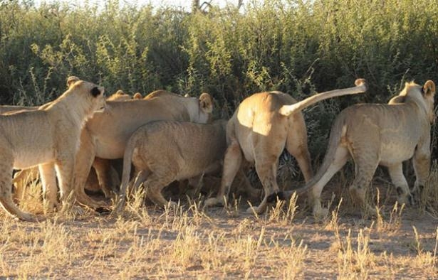Güneş battıktan sonra ortaya çıkıyor! 172