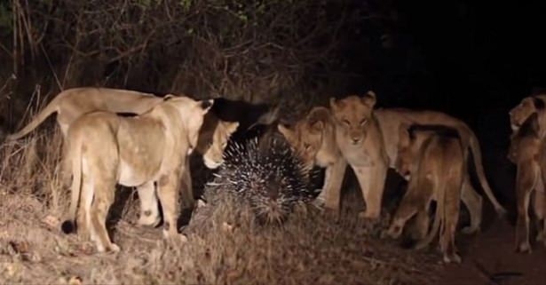 Güneş battıktan sonra ortaya çıkıyor! 174