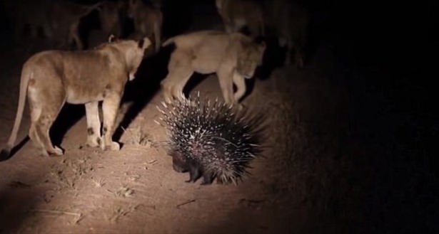 Güneş battıktan sonra ortaya çıkıyor! 175