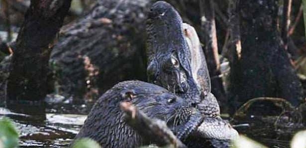 Güneş battıktan sonra ortaya çıkıyor! 183