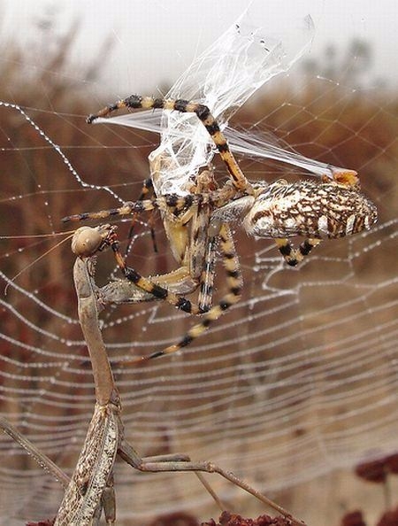 Güneş battıktan sonra ortaya çıkıyor! 19