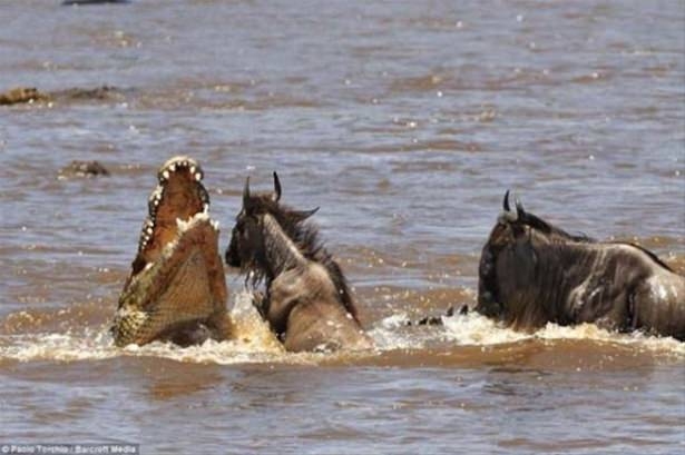 Güneş battıktan sonra ortaya çıkıyor! 198