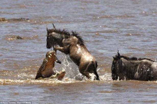 Güneş battıktan sonra ortaya çıkıyor! 199