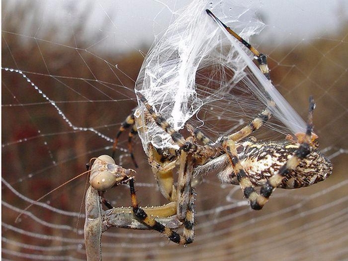 Güneş battıktan sonra ortaya çıkıyor! 20