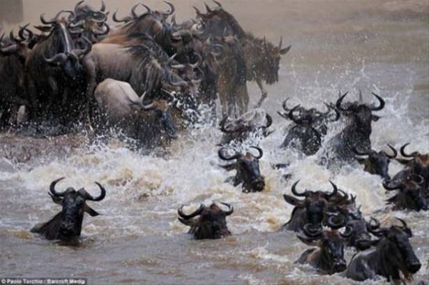 Güneş battıktan sonra ortaya çıkıyor! 200