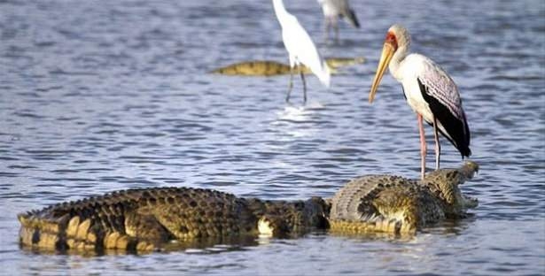 Güneş battıktan sonra ortaya çıkıyor! 201