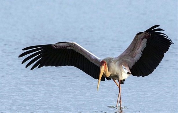 Güneş battıktan sonra ortaya çıkıyor! 202