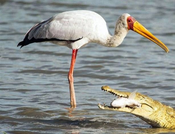 Güneş battıktan sonra ortaya çıkıyor! 203