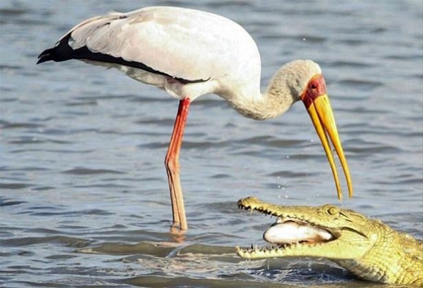 Güneş battıktan sonra ortaya çıkıyor! 204