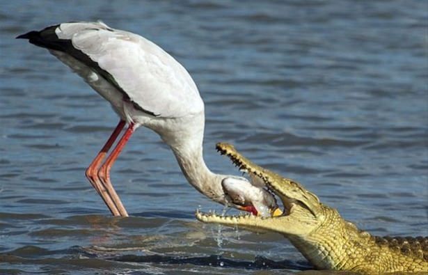 Güneş battıktan sonra ortaya çıkıyor! 205