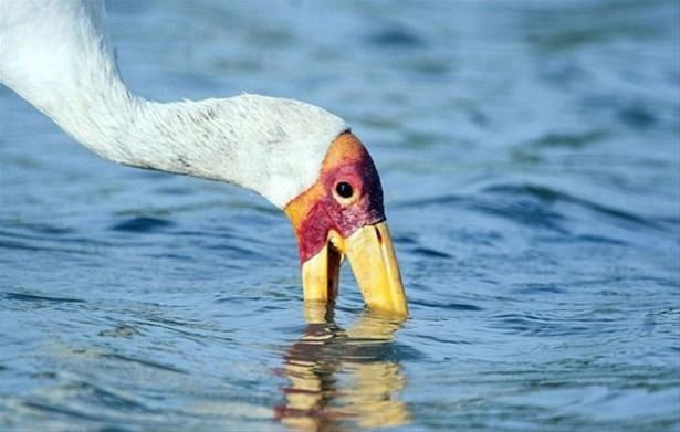 Güneş battıktan sonra ortaya çıkıyor! 206