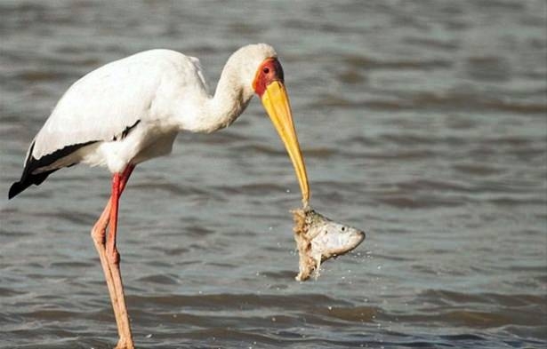 Güneş battıktan sonra ortaya çıkıyor! 207