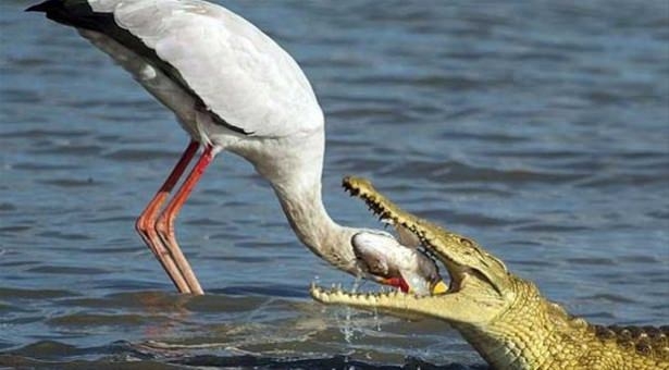 Güneş battıktan sonra ortaya çıkıyor! 208