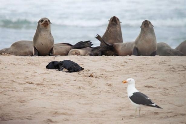 Güneş battıktan sonra ortaya çıkıyor! 209