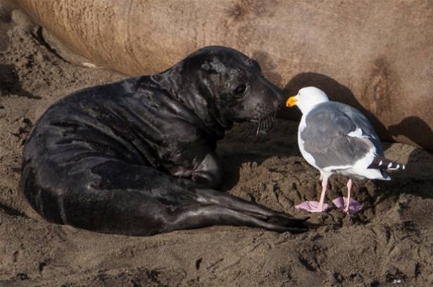 Güneş battıktan sonra ortaya çıkıyor! 210