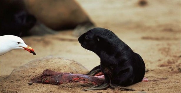 Güneş battıktan sonra ortaya çıkıyor! 211