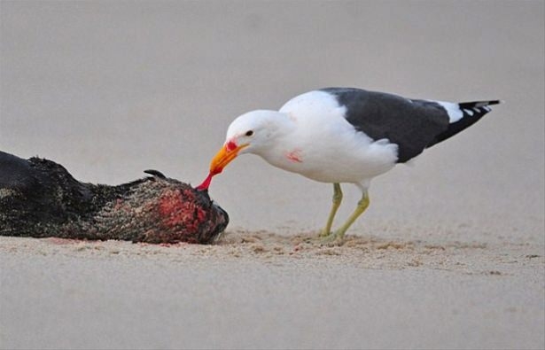 Güneş battıktan sonra ortaya çıkıyor! 212