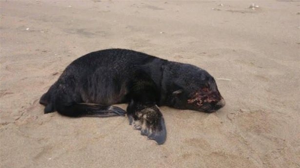 Güneş battıktan sonra ortaya çıkıyor! 213