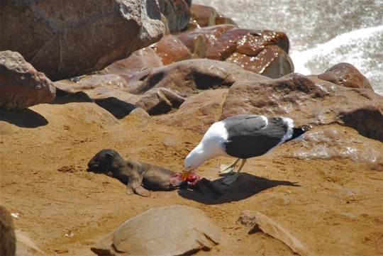Güneş battıktan sonra ortaya çıkıyor! 214