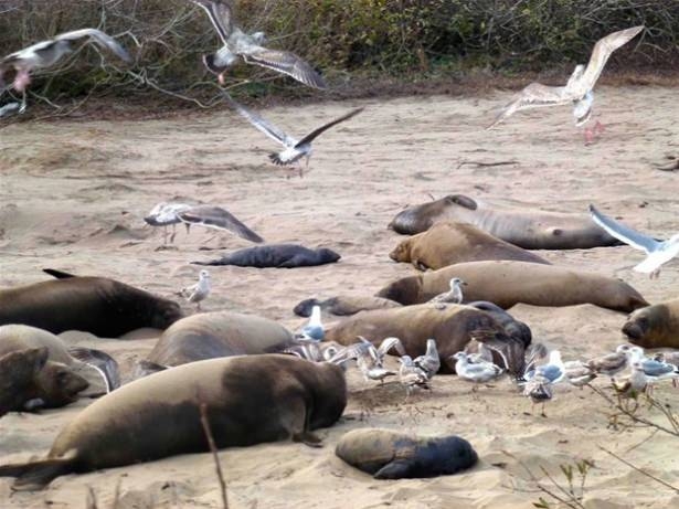 Güneş battıktan sonra ortaya çıkıyor! 215
