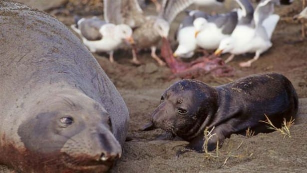 Güneş battıktan sonra ortaya çıkıyor! 216