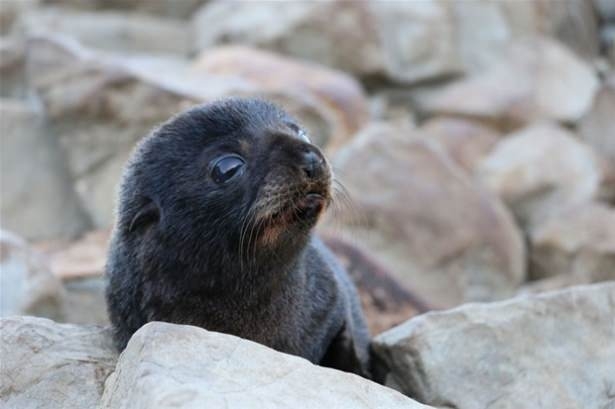 Güneş battıktan sonra ortaya çıkıyor! 217