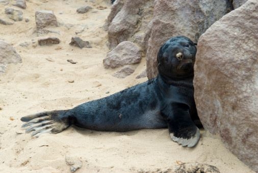 Güneş battıktan sonra ortaya çıkıyor! 218