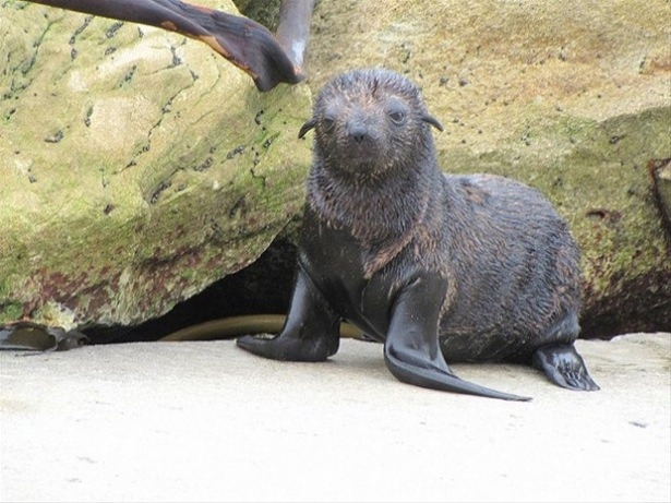 Güneş battıktan sonra ortaya çıkıyor! 219