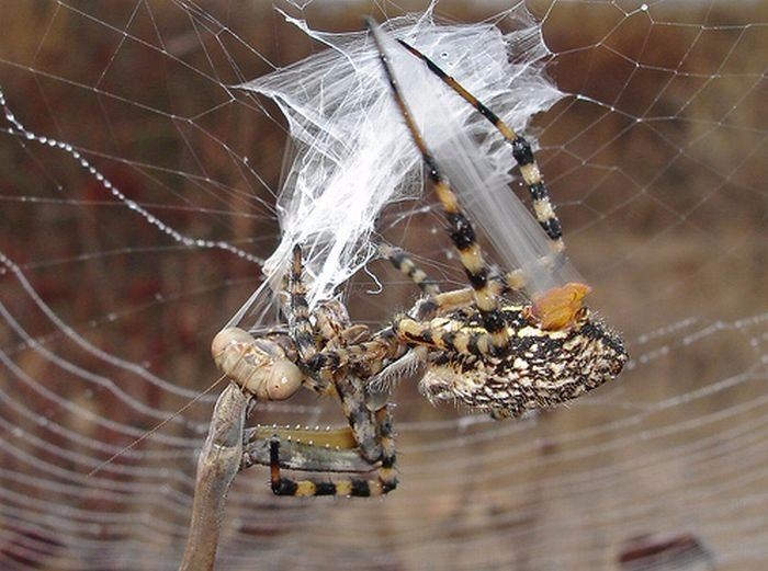 Güneş battıktan sonra ortaya çıkıyor! 22