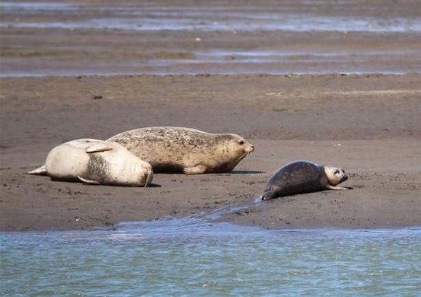 Güneş battıktan sonra ortaya çıkıyor! 220