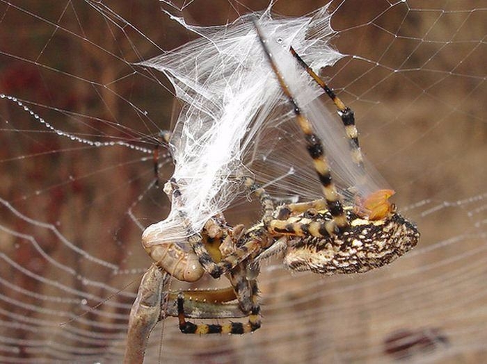 Güneş battıktan sonra ortaya çıkıyor! 23