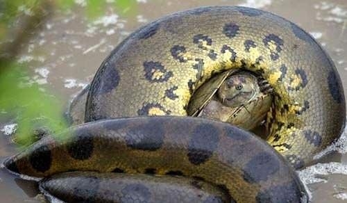 Güneş battıktan sonra ortaya çıkıyor! 230