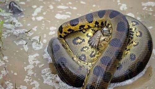 Güneş battıktan sonra ortaya çıkıyor! 231