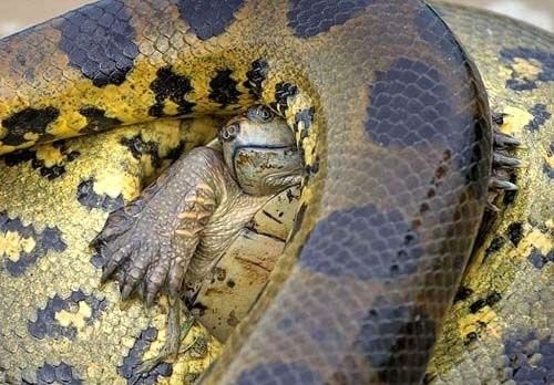 Güneş battıktan sonra ortaya çıkıyor! 232