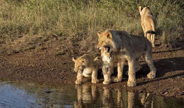 Güneş battıktan sonra ortaya çıkıyor! 234