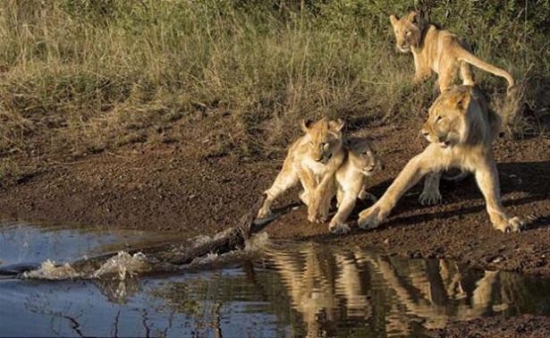 Güneş battıktan sonra ortaya çıkıyor! 235