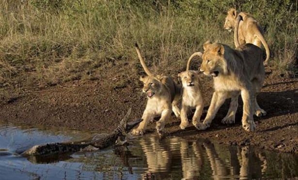 Güneş battıktan sonra ortaya çıkıyor! 236