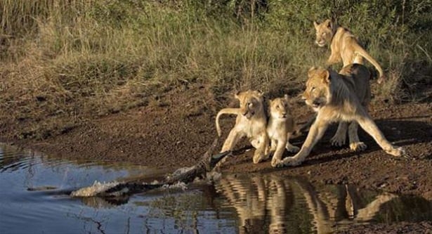 Güneş battıktan sonra ortaya çıkıyor! 237