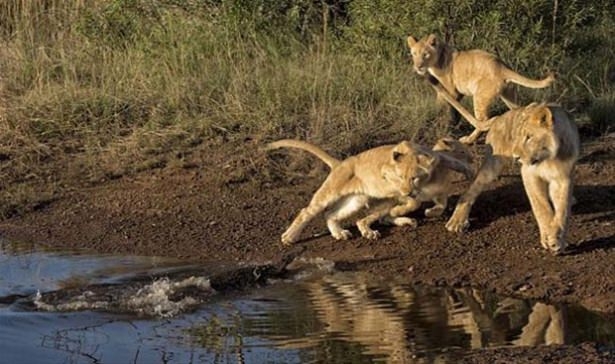 Güneş battıktan sonra ortaya çıkıyor! 238