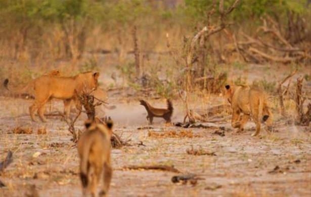 Güneş battıktan sonra ortaya çıkıyor! 239