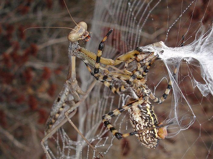 Güneş battıktan sonra ortaya çıkıyor! 24