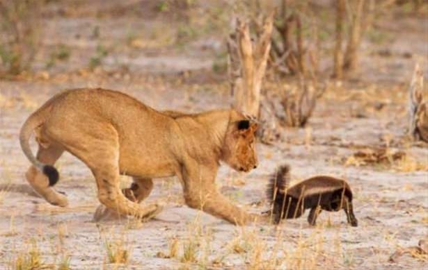 Güneş battıktan sonra ortaya çıkıyor! 240